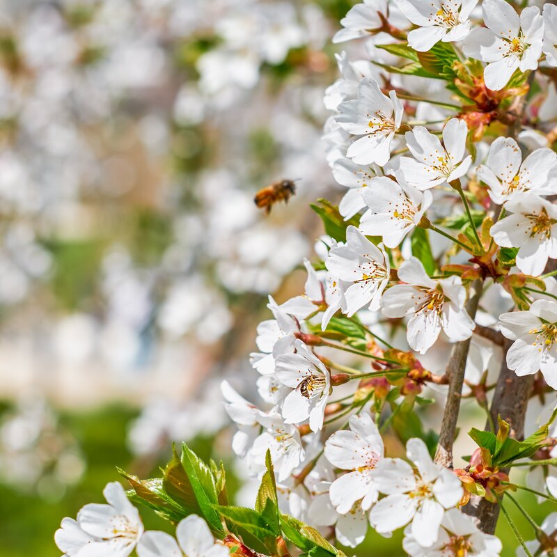 Aziende Spormaggiore